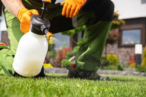Best Affordable Pest Control Services  in El Rancho, NM