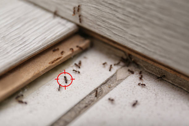 Best Exterminator Services  in El Rancho, NM