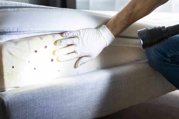 Best Best Pest Control Companies  in El Rancho, NM