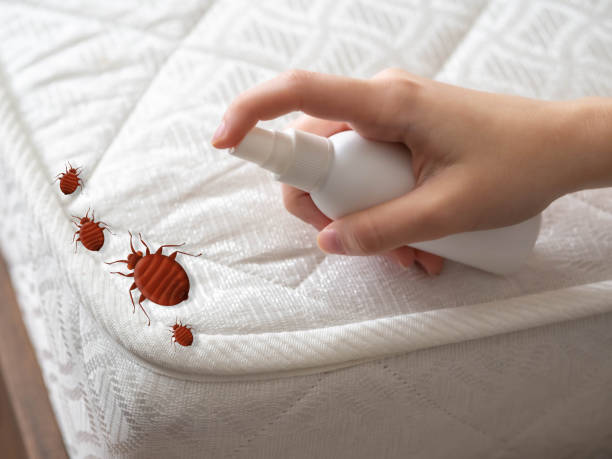 Best Affordable Pest Control Services  in El Rancho, NM