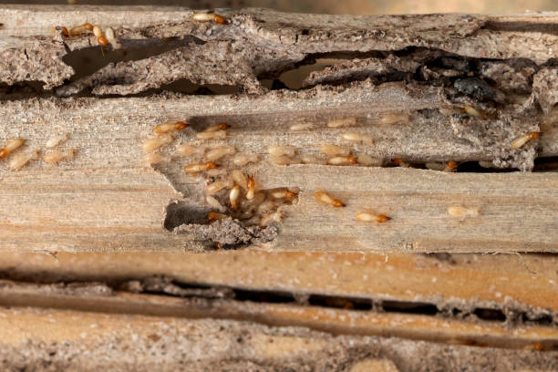  El Rancho, NM Pest Control Pros