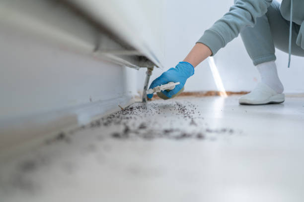 Best Pest Removal Services  in El Rancho, NM